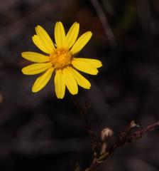 Ursinia punctata