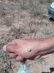 Cyptocephala