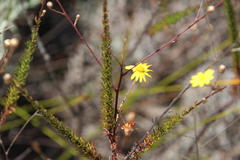 Ursinia punctata