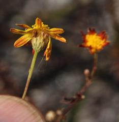 Ursinia punctata