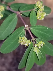 Euphorbia hypericifolia