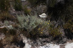 Ursinia punctata