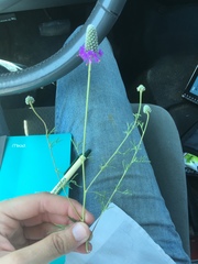 Dalea purpurea