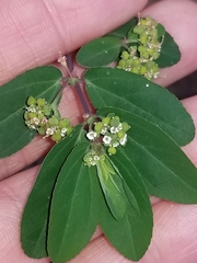 Euphorbia hypericifolia