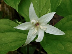 Trillium erectum