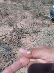 Cyptocephala
