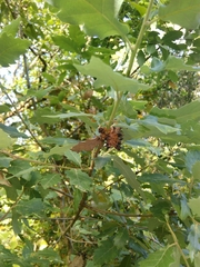 Andricus grossulariae