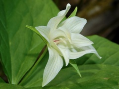 Trillium erectum