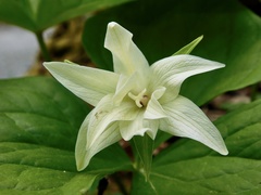 Trillium erectum