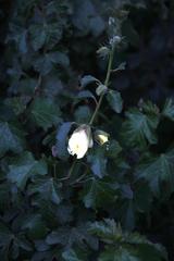 Hibiscus diversifolius diversifolius