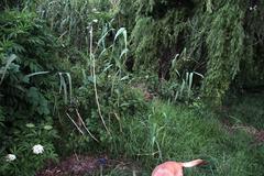 Hibiscus diversifolius diversifolius