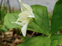 Trillium erectum