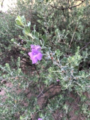 Ruellia californica
