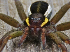 Dolomedes fimbriatus