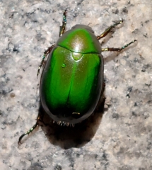 Anomala rubripes rubripes