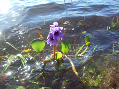 Pontederia azurea