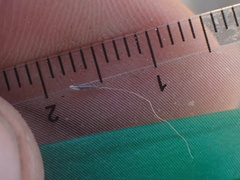 Muhlenbergia microsperma
