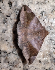 Bastilla arcuata