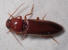 Hemicrepidius melanophthalmus