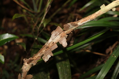 Mezoneuron brachycarpum