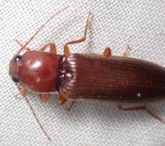 Hemicrepidius melanophthalmus