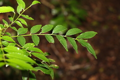 Zanthoxylum brachyacanthum