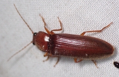 Hemicrepidius melanophthalmus