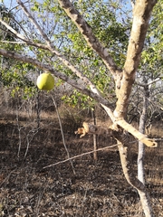 Crescentia alata