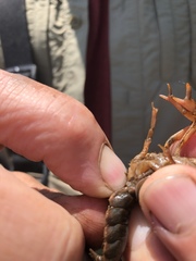 Lacunicambarus thomai