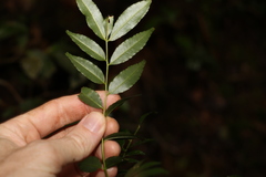 Zanthoxylum brachyacanthum