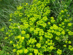 Euphorbia verrucosa