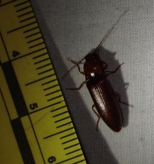 Hemicrepidius melanophthalmus