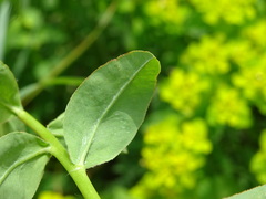 Euphorbia verrucosa
