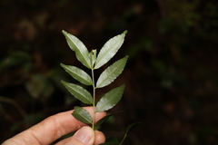 Zanthoxylum brachyacanthum