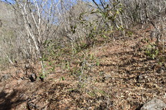 Hippocratea volubilis