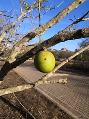 Crescentia alata
