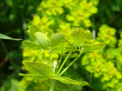 Euphorbia verrucosa