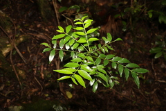 Zanthoxylum brachyacanthum