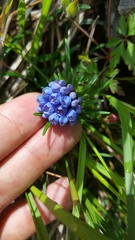 Moltkia suffruticosa