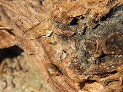 Succinea meridionalis