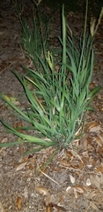 Cymbopogon citratus image