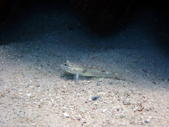 Coryphopterus