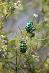 Chrysocoris