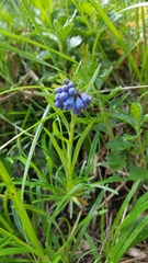 Moltkia suffruticosa