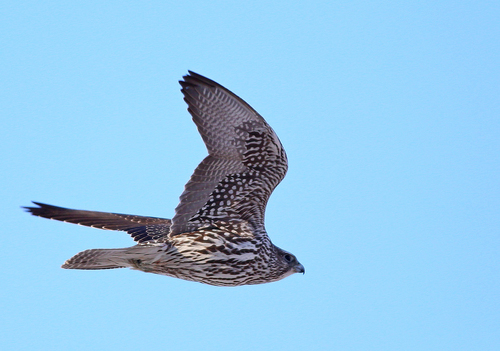 Gyrfalcon