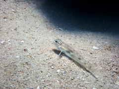 Coryphopterus