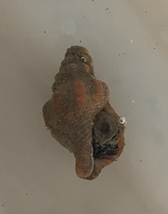 Calotrophon ostrearum