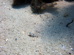 Coryphopterus dicrus