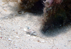 Coryphopterus dicrus