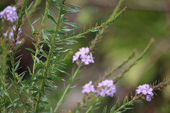 Lythrum alatum image